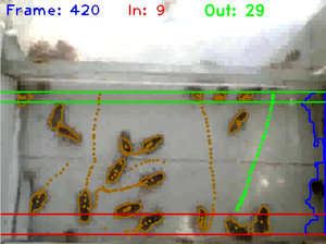 Bee Parasite Tracker Camera